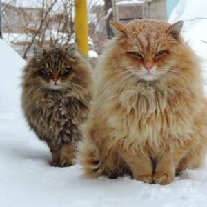 Meet your Posher, Europa